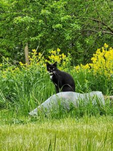 european_house_of_yoga_light_yoga_pets